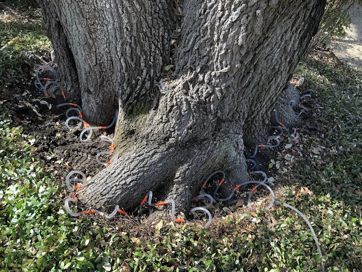 Detailed Tree Cabling and Bracing job site in Sayner