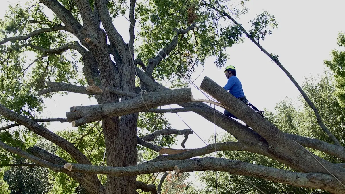 Professional Hazardous Tree Removal performed by certified arborists in Sayner